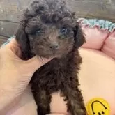 タイニープードル【京都府・男の子・2024年3月12日・ブラウン】の写真1「マズル短めです。」