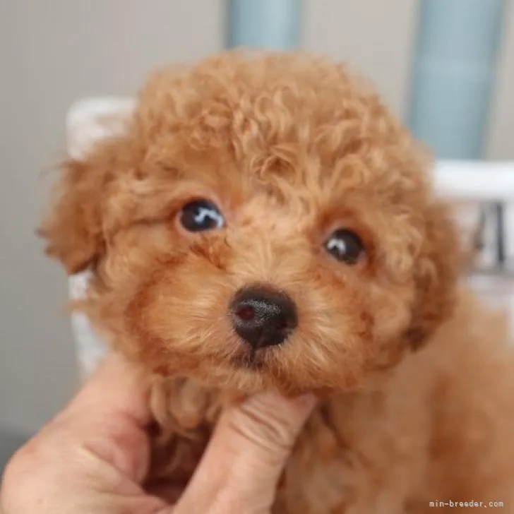 ID:2209-04363の子犬