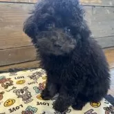 トイプードル(トイ)【京都府・男の子・2024年7月25日・ブラック】の写真2