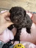 トイプードル(トイ)【京都府・男の子・2024年3月5日・ブラウン】の写真2
