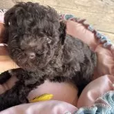 トイプードル(トイ)【京都府・男の子・2024年3月5日・ブラウン】の写真4