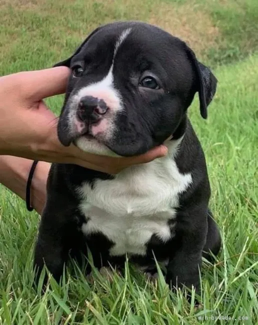 ID：2008-01893の子犬