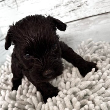 ミニチュアシュナウザー【埼玉県・男の子・2025年10月29日・ブラック】の写真「希少なブラックの男の子」