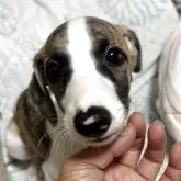 ウィペット【埼玉県・男の子・2025年8月14日・ブラックブリンドル&ホワイト】の写真3