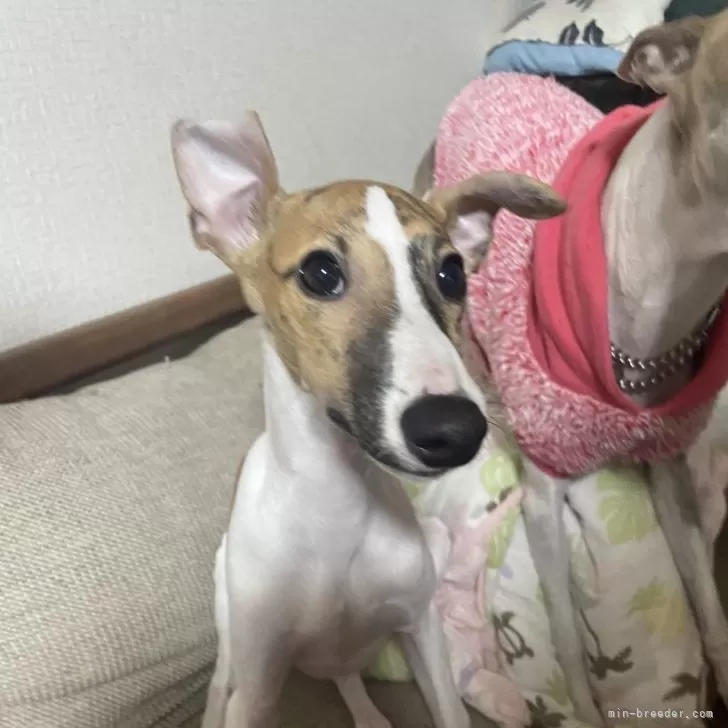 ID:2310-02920の子犬