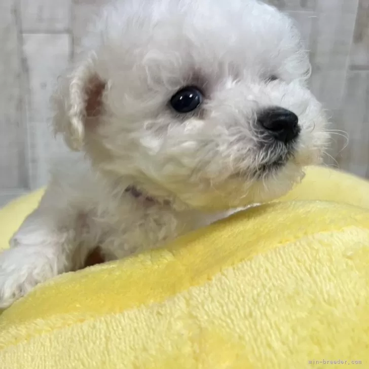 ID:2505-06204の子犬