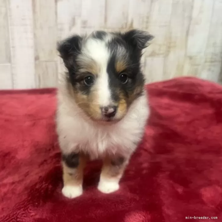 ID：2504-07047の子犬