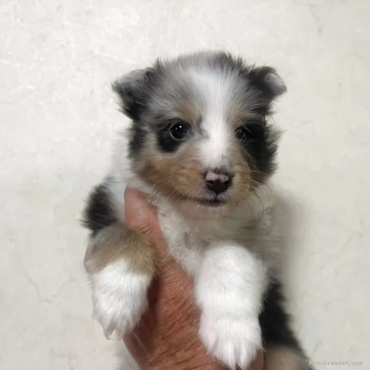 ID:2504-07055の子犬
