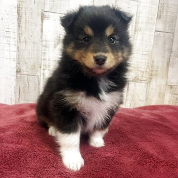 シェットランドシープドッグ【三重県・女の子・2025年10月26日・トライ】の写真「おっとりした可愛い女の子です。」