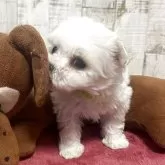 ビションフリーゼ