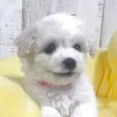 ビションフリーゼ