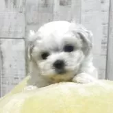 ビションフリーゼ