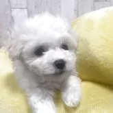 ビションフリーゼ
