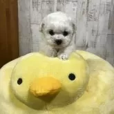 ビションフリーゼ