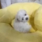 ビションフリーゼ