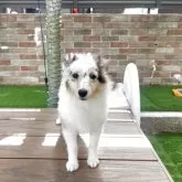 シェットランドシープドッグ【三重県・女の子・2025年3月6日・ブルーマール】の写真1「耳セットしました」