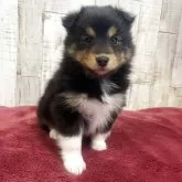 シェットランドシープドッグ