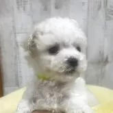 ビションフリーゼ