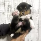 シェットランドシープドッグ【三重県・男の子・2025年10月26日・トライ】の写真3