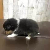 シェットランドシープドッグ【三重県・男の子・2025年10月26日・トライ】の写真4