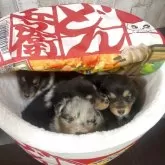 シェットランドシープドッグ【三重県・男の子・2025年10月26日・トライ】の写真7