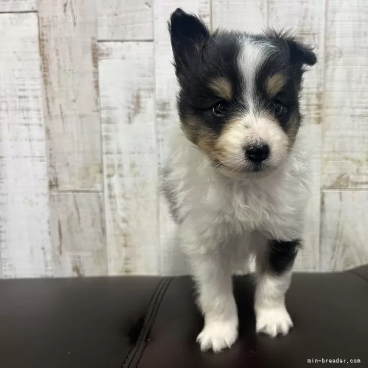 ID：2408-00641の子犬