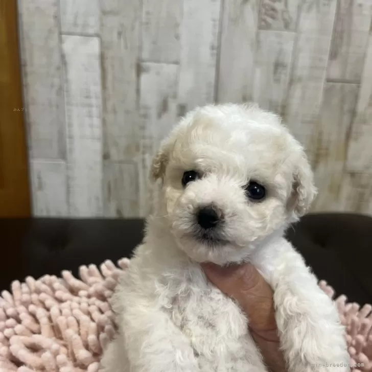 ID:2404-01747の子犬