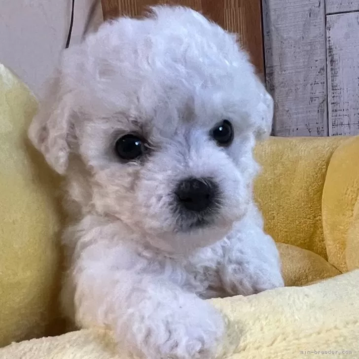 ID：2404-01485の子犬