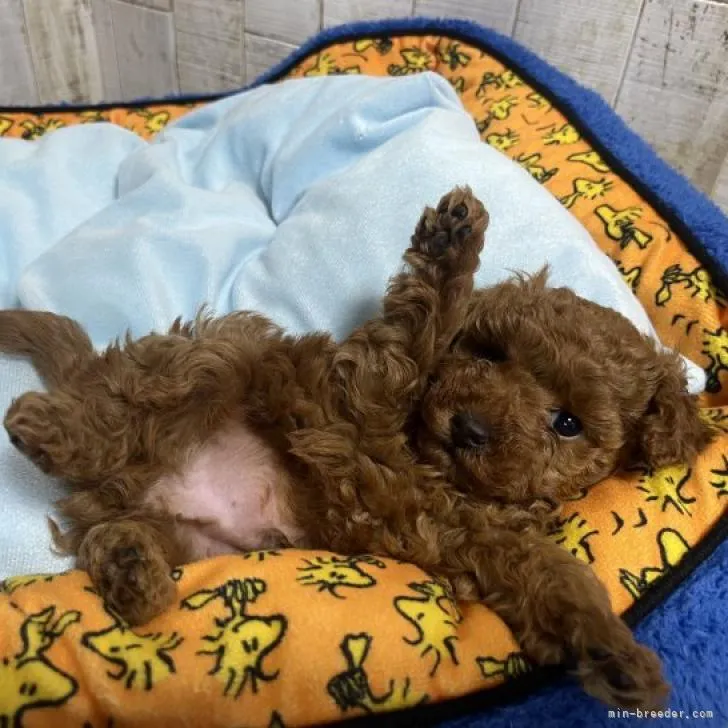 ID:2212-00518の子犬
