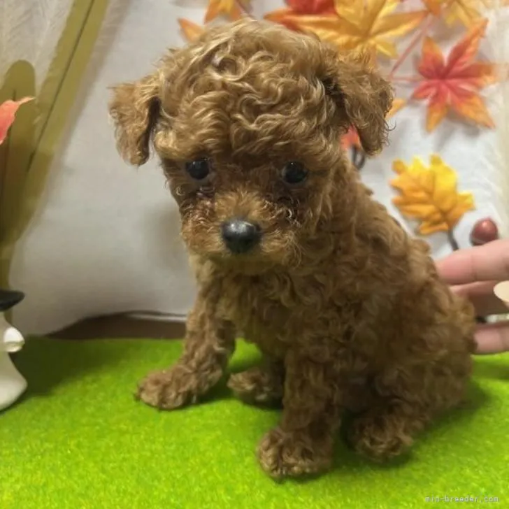 ID:2210-00175の子犬