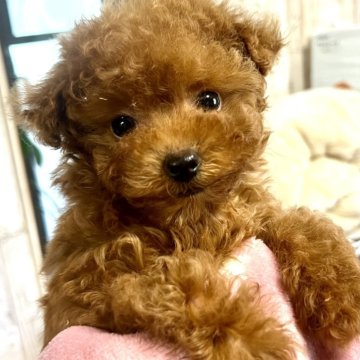 トイプードル(ティーカップ)【三重県・女の子・2023年12月2日・レッド】の写真「お目めクリクリ　小さな体でも元気いっぱい可愛いい女」