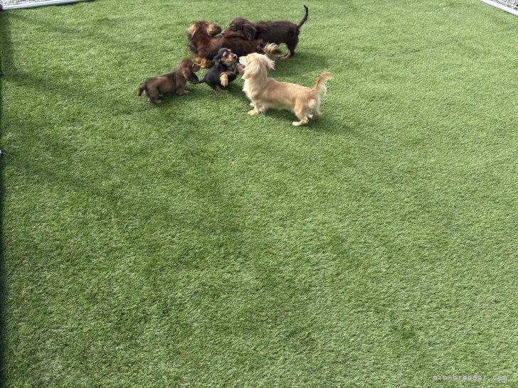 佐藤　淳司(さとう　じゅんじ)ブリーダー(北海道・ミニチュアダックスフンド(ロング)など・JKC登録)の紹介写真2