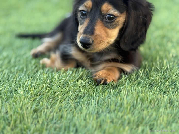 佐藤　淳司(さとう　じゅんじ)ブリーダー(北海道・ミニチュアダックスフンド(ロング)など・JKC登録)の紹介写真3