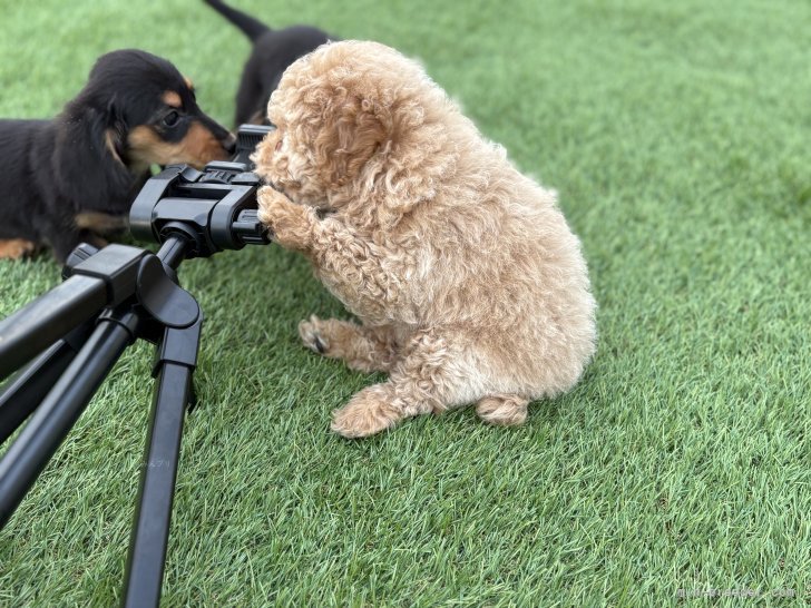 コミニュケーションは大切｜佐藤　淳司(さとう　じゅんじ)ブリーダー(北海道・ミニチュアダックスフンド(ロング)など・JKC登録)の紹介写真4