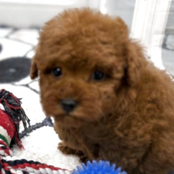 トイプードル(トイ)【北海道・男の子・2025年9月28日・レッドフォーン】の写真「すくすく成長中」