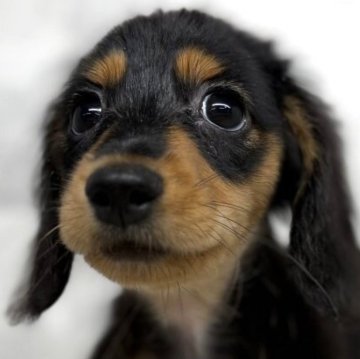 ミニチュアダックスフンド(ロング)【北海道・女の子・2025年6月26日・ブラック&タン】の写真「お父さんはJKCチャンピオンです。」