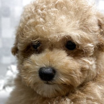 トイプードル(トイ)【北海道・女の子・2025年7月9日・ペールフォーン】の写真「モフモフしてます。」