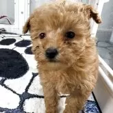 トイプードル(トイ)