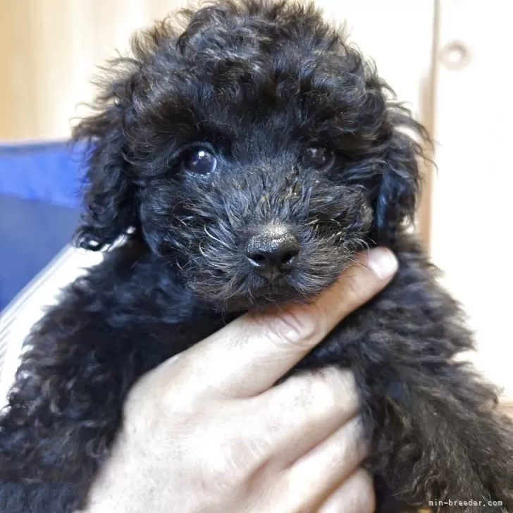 ID:2504-06853の子犬