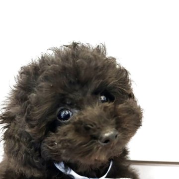 トイプードル(トイ)【沖縄県・女の子・2025年3月3日・ブラック】の写真「おっとりした可愛い子🩷」