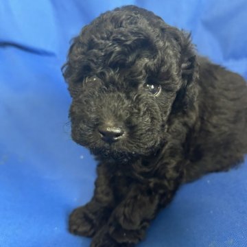 トイプードル(トイ)【沖縄県・男の子・2025年3月3日・ブラック】の写真「可愛い顔立ちの男の子🥰
5月3日までの掲載です！」