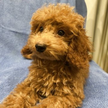 トイプードル(トイ)【沖縄県・男の子・2025年6月27日・レッド】の写真「毎日元気に遊んで可愛く成長中です❣️」