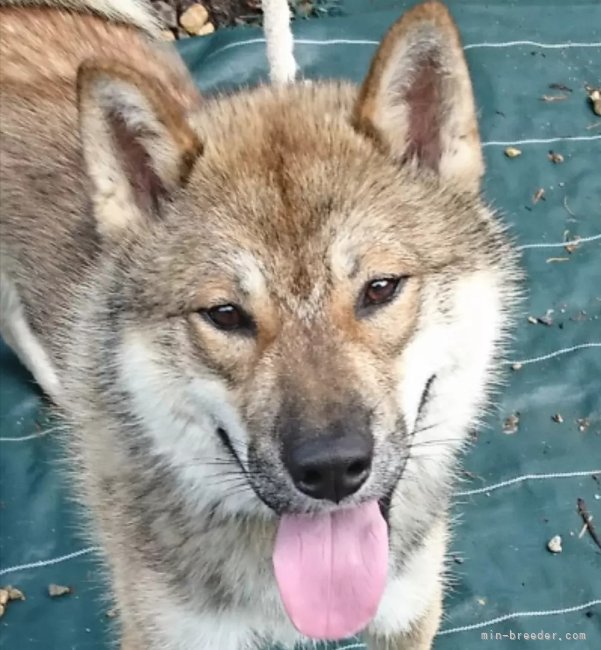 当犬舎のお父さん犬です。｜中島　加央里(なかしま　かおり)ブリーダー(京都府・四国犬など・JKC/日本犬保存会登録)の紹介写真1