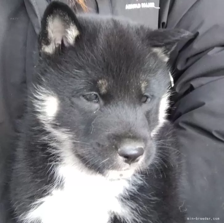 ID:2412-05288の子犬