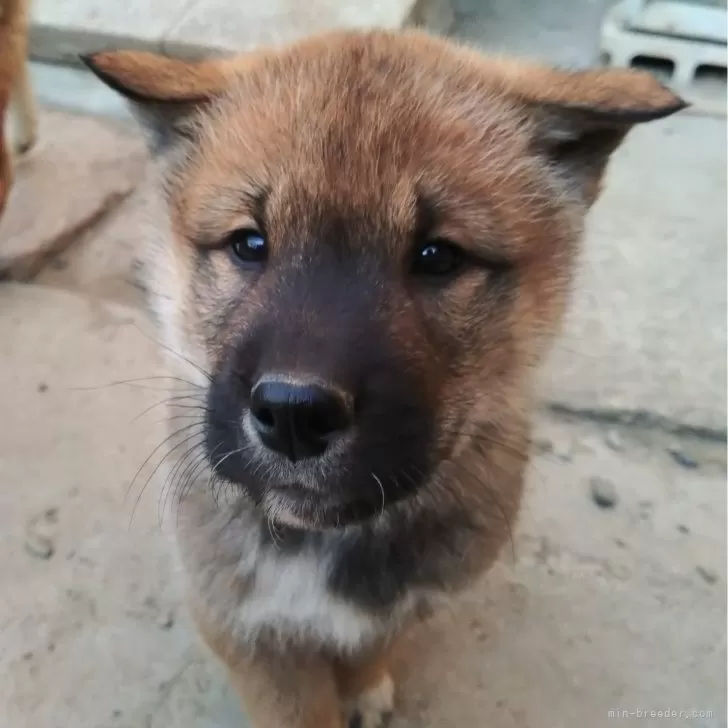 S.Y 様のお迎えした子犬