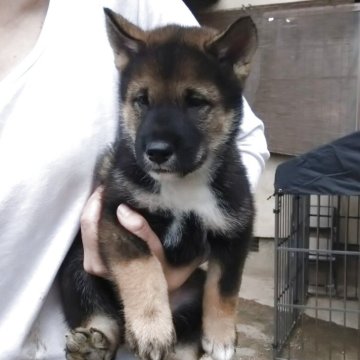 四国犬【京都府・女の子・2025年9月6日・黒胡麻】の写真「人気の黒胡麻の女の子」