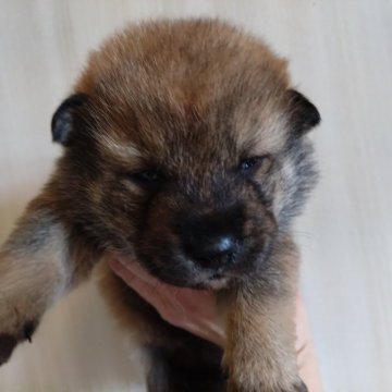 四国犬【京都府・男の子・2025年12月6日・胡麻】の写真「凛々しい顔立ちの男の子！」