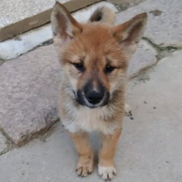 四国犬【京都府・女の子・2025年8月28日・胡麻】の写真「顔立ちがとても可愛い子です！」