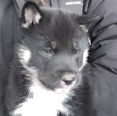 四国犬【京都府・男の子・2024年12月4日・黒】の写真1