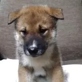 四国犬
